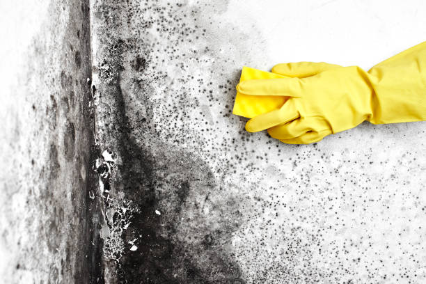 Best Mold Removal Company Near Me  in Belle Meade, TN