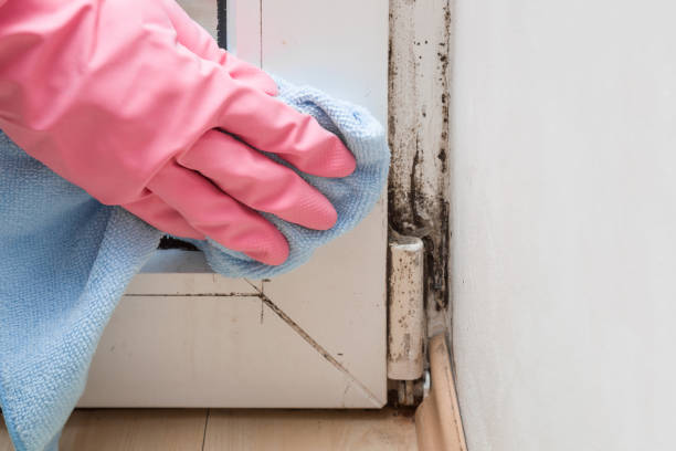Crawl Space Mold Removal in Belle Meade, TN