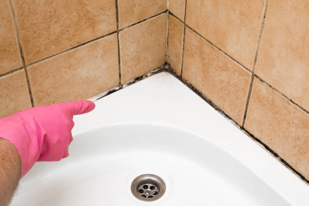 Best Toxic Mold Removal  in Belle Meade, TN